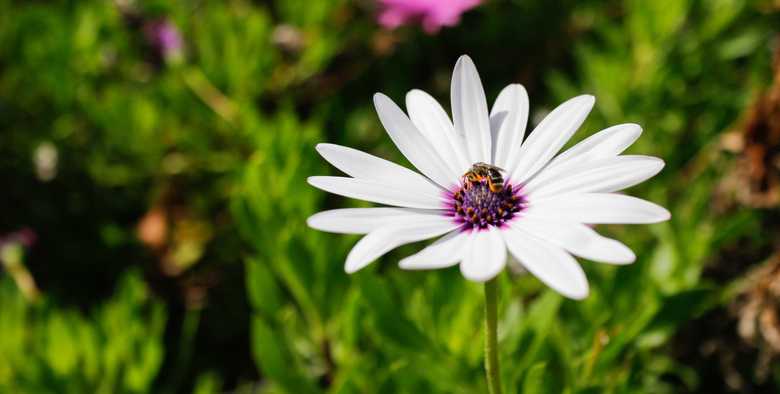 pollen-spreading-bee