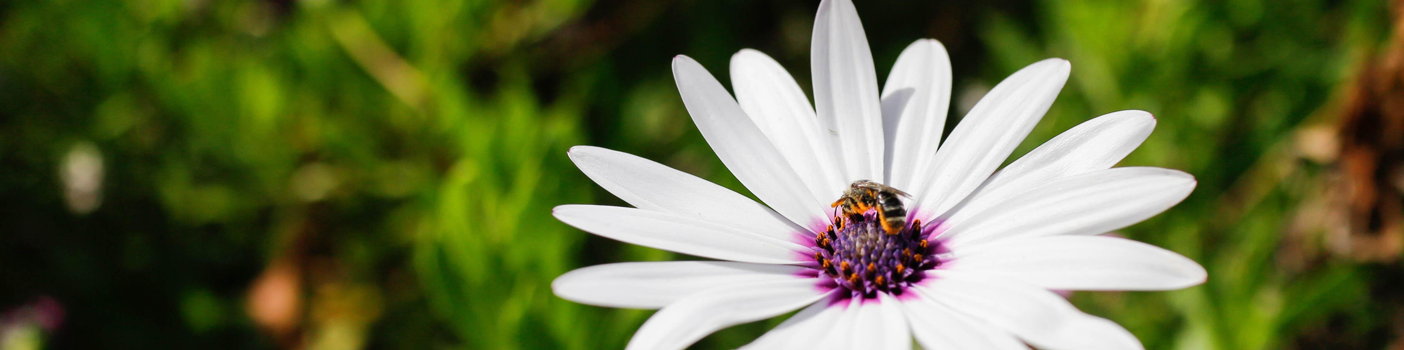 Featured image How to integrate an external API into Home Assistant - An example with the Ambee Pollen API